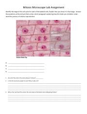 Mitosis_Microscope_Lab_Assignment.pdf