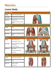 Muscles Lower Body PDF.pdf