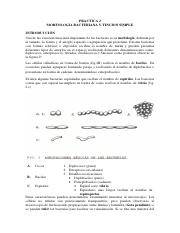 PRACTICA 2 MORFOLOGIA Y TINCION SIMPLE Por Profesor Ricardo Sousa.pdf