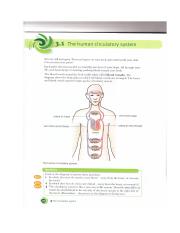 circulatory system.pdf
