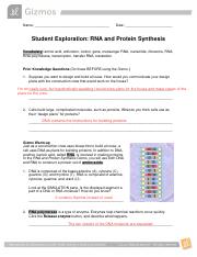 Rnaproteinsynthesispdf - Name Date Student Exploration Rna And Protein Synthesis Vocabulary Amino Acid Anticodon Codon Gene Messenger Rna Nucleotide Course Hero