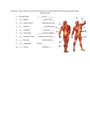 Muscle Identification.docx