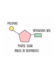 Nucleotides.jpg