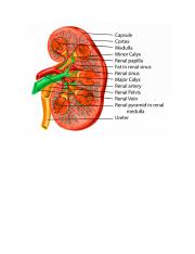 kidney.docx