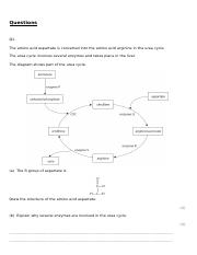 DNA question.pdf