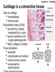 Lecture 4 slides for students - Cartilage.pptx