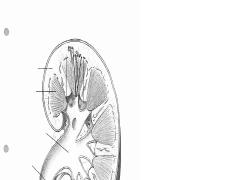 2 kidney diagrams.pdf