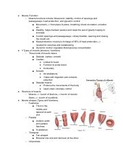 Muscle Notes.pdf