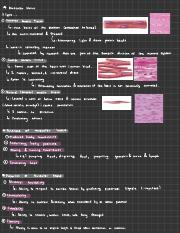 Muscle Tissue.pdf