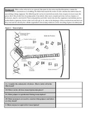 02.16.2022 - Protein Synthesis Investigation.docx