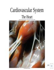 Lecture 3- Cardiovascular System-Narrated.pdf