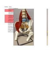 Anatomy Specimen Guide - Lower limb.xlsx