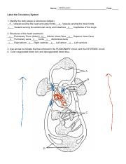 IZABELLA GALAN - Copy of Label the Circulatory System.pdf