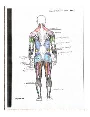 Chapter_6_Muscular_System.pdf