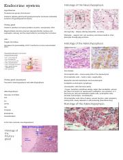 Endocrine system - Lab reviewer.docx