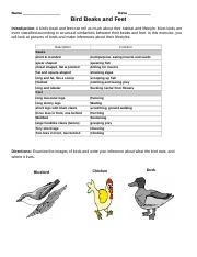 Bird Beaks & feet (habitats & lifestyle).doc