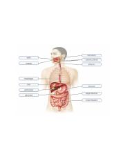 The Digestive System – Celiac Disease.PNG