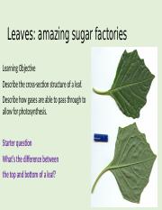 Structure of leaves.pptx
