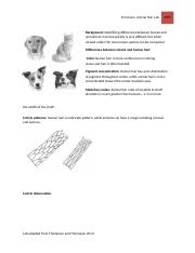Copy of Animal hair lab version II (1).pdf - Forensics: Animal Hair Lab  2015 Background: Identifying differences between human and animal hair |  Course Hero
