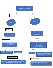Concept Map - Endocrine System.docx
