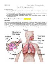 BIOL105L Lab 11 Respiratory System.pdf