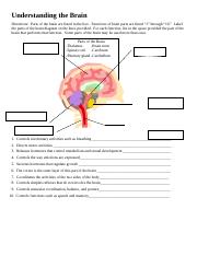 Understanding the Brain (1).docx