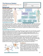 Intronervoussystem (1).pdf