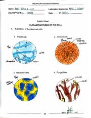 M2 - WHILE TASK FOR LAB EXERCISE 3. ULTRASTRUCTURE OF THE CELL.pdf