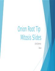 Onion Root Tip Slides for Google Activity.pptx