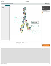 ch 7 Identifying the components of DNA replication Diagram.pdf