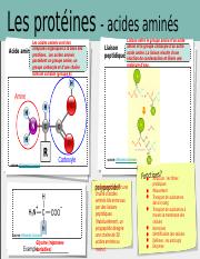 SBI4U_M1_Explorations1_piste3 - Les Protéines - Corrige 1.pptx