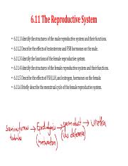 6.11 Reproductive system.pdf