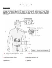 - Endocrine Lab.pdf