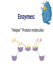Lesson 2 Enzymes.pdf