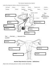 The_Human_Reproductive_System