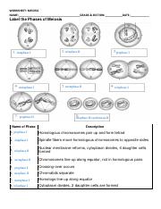 phases of meiosis (1).pdf