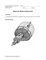 muscular_system_-skeletal_muscle_structure_activity.pdf