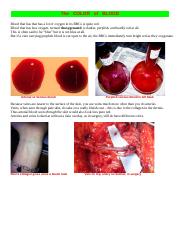 COLOR of Blood, VESSEL Types, and Vessels above the DIAPHRAGM. for Practicals & Tests.  11 pages.doc