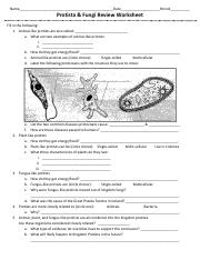 Protista and Fungi Review Worksheet
