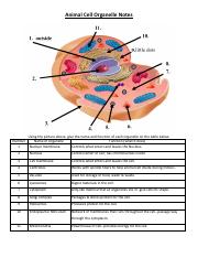 _Animal & Plant Organelle Notes.docx.pdf
