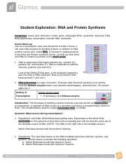 RNAProteinSynthesis_GIZMO.docx