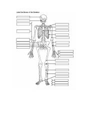 Skeletal System.docx