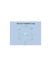 Glucose+Feedback+Loop.jpg