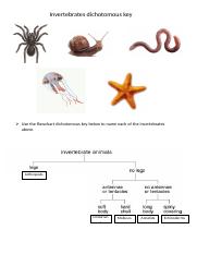 Invertebrates dichotomous key.docx