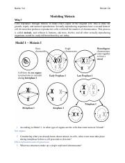 Copy of Meiosis Modeling Activity.pdf