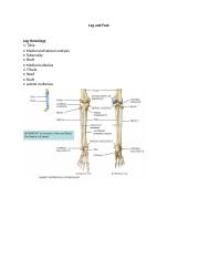 anatomy of the ankle and foot.docx