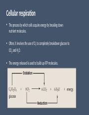 Cellular respiration (1).pptx