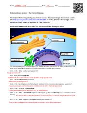 Endomembrane System.pdf