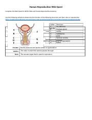 Human Reproductive Anatomy Web Quest.docx