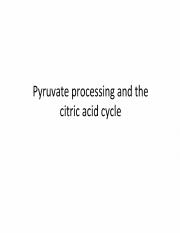 Lecture 19 - Citric Acid Cycle and Pyruvate Processing